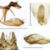 Гениталии Plebeius argyrognomon.    Фото: © Борис Страдомский.     2011, Ростов-на-Дону.